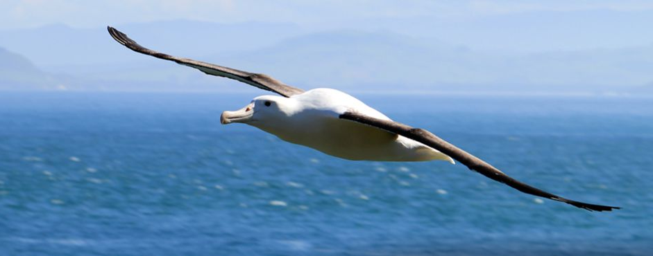 Albatros