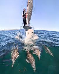 Delfines